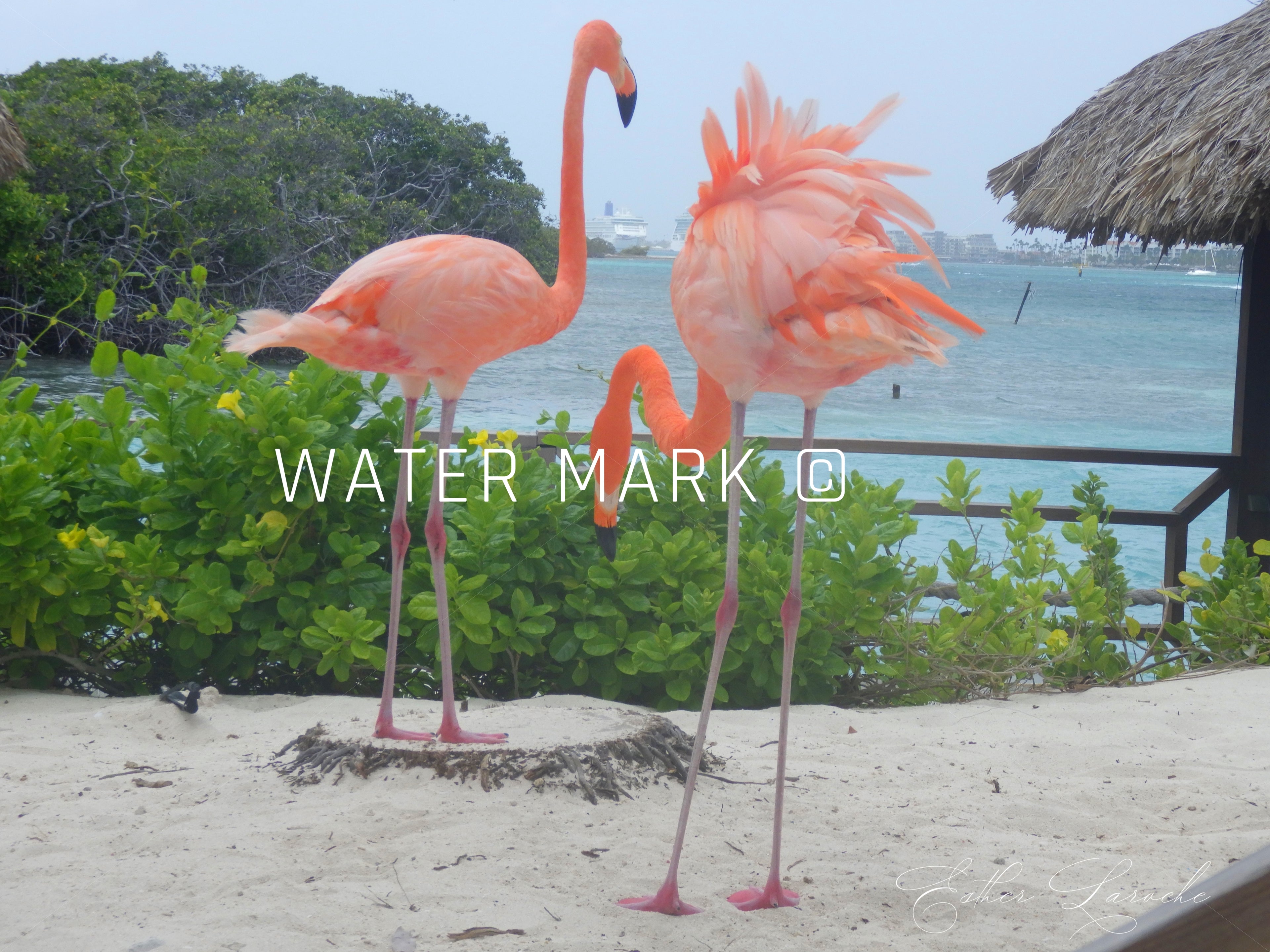 ARUBA,RENAISSAANCE ISLAND